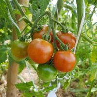 Mexican Honey, Mexikanische Honigtomate